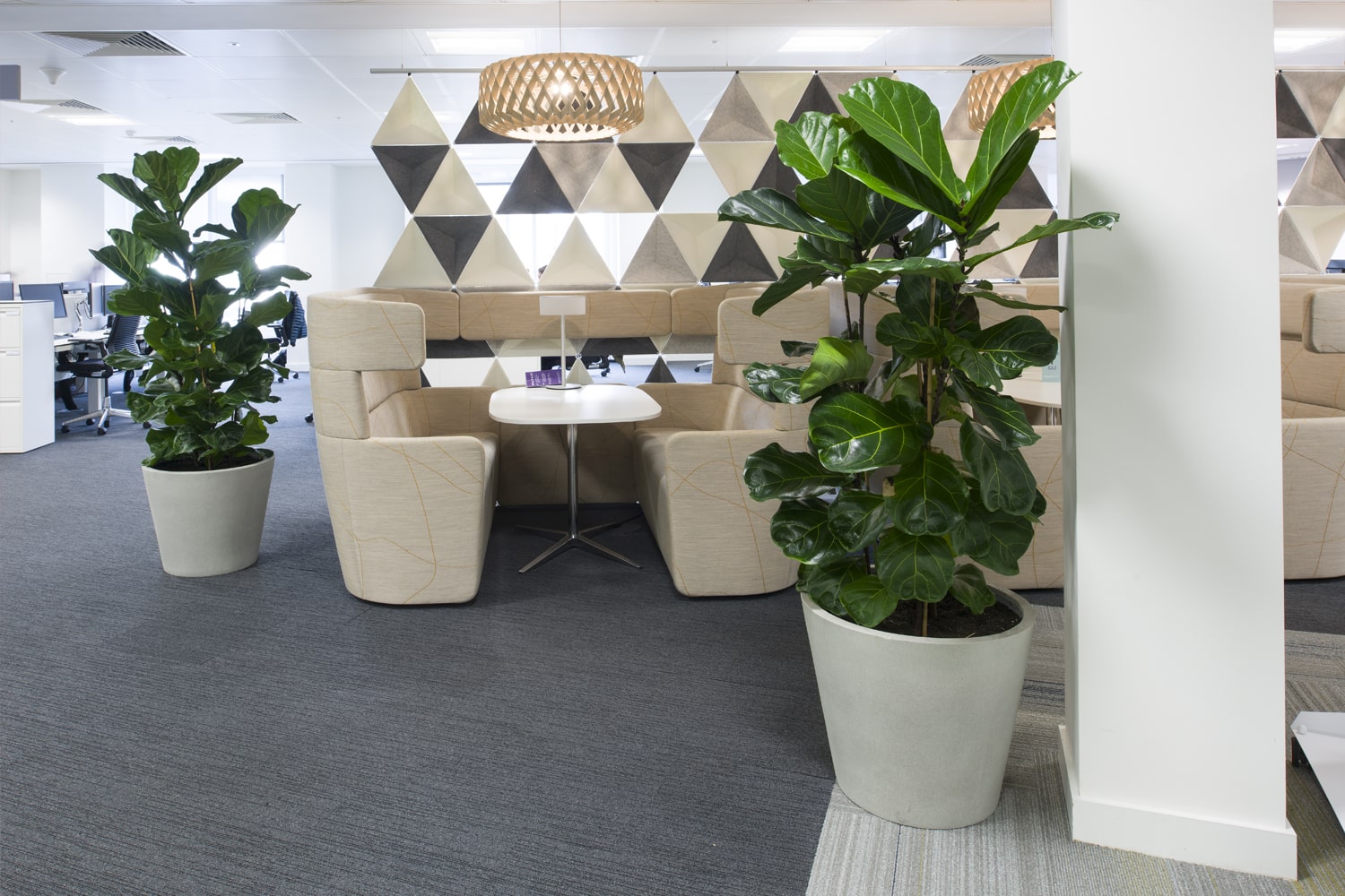 Greener offices Just Add Plants